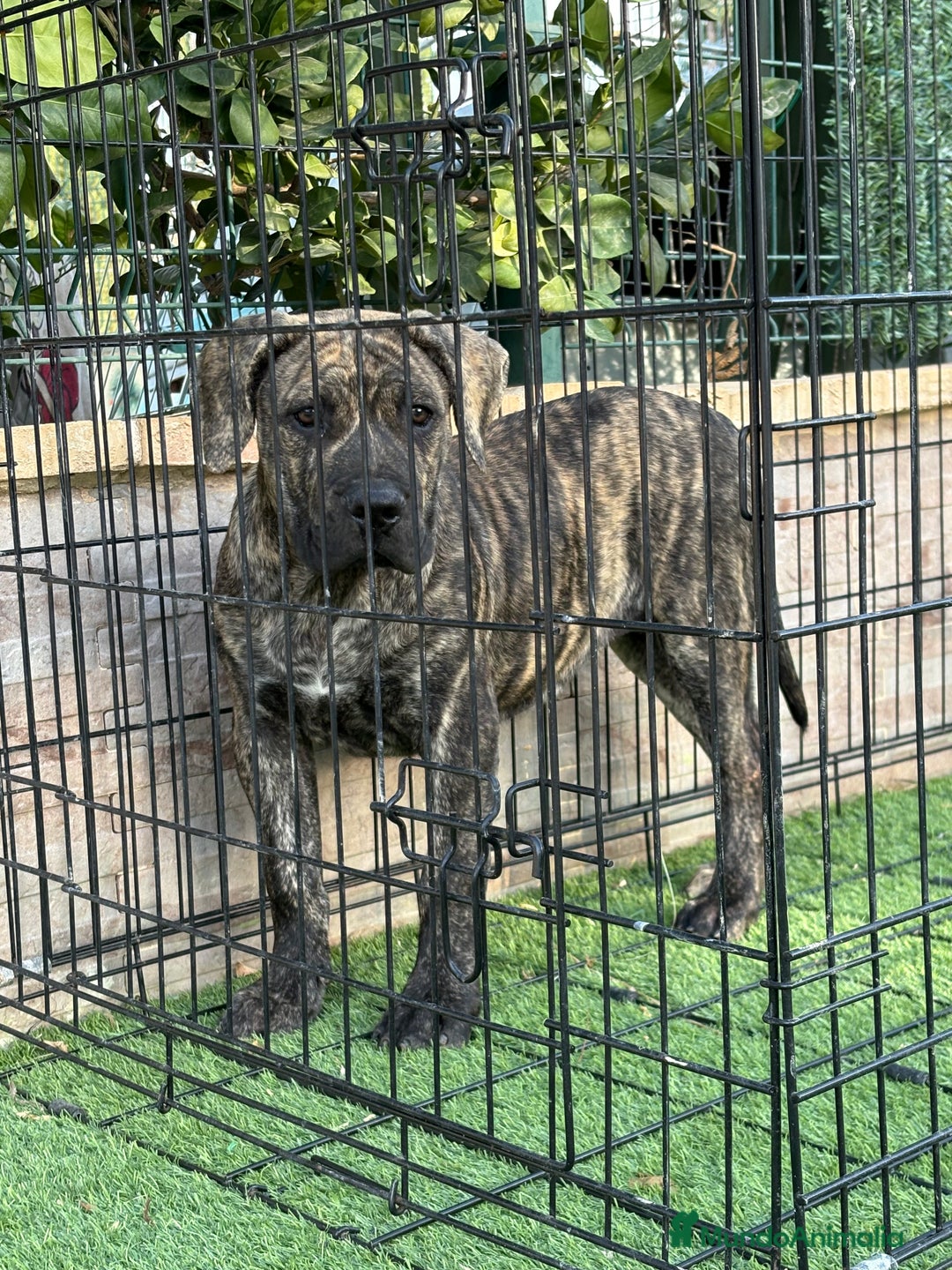 Presa Canario perros en venta: Disponible cachorra de presa canario - Anuncio 4