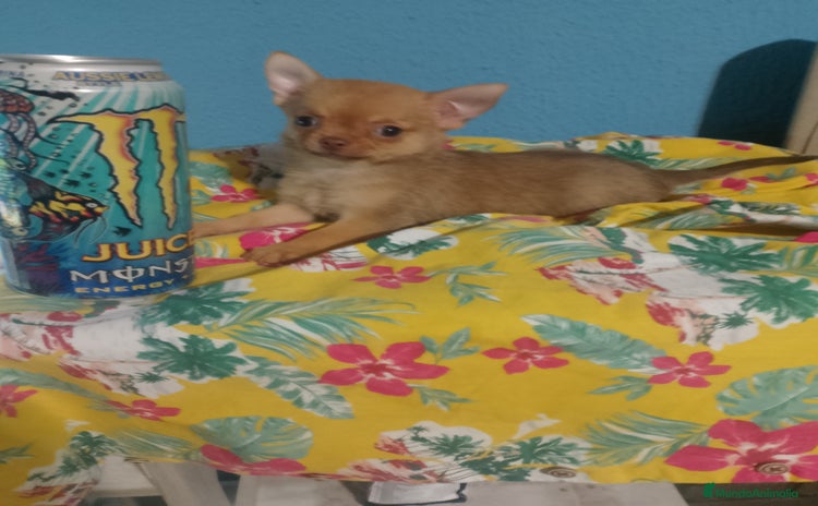 Chihuahua perros - Propaganda 3