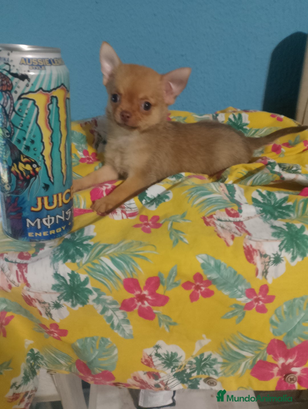 Chihuahua perros en venta: Última hembra de pomchi - Imagen 1