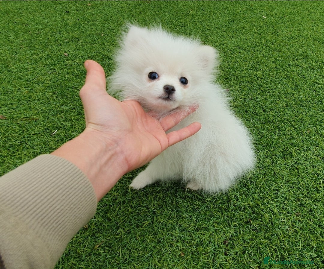 Pomerania perros en venta: Pomerania MICRO TOY macho - Anuncio 1