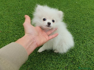 Pomerania perros Pomerania MICRO TOY macho - Anuncio 19