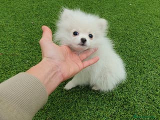 Pomerania perros Pomerania MICRO TOY macho - Anuncio 21
