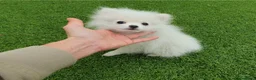 Pomerania perros en venta: Pomerania MICRO TOY macho DISPONIBLE - Anuncio 1