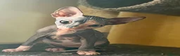 Sphynx gatos en venta: Sphyn hembra exclusiva  - Anuncio 3