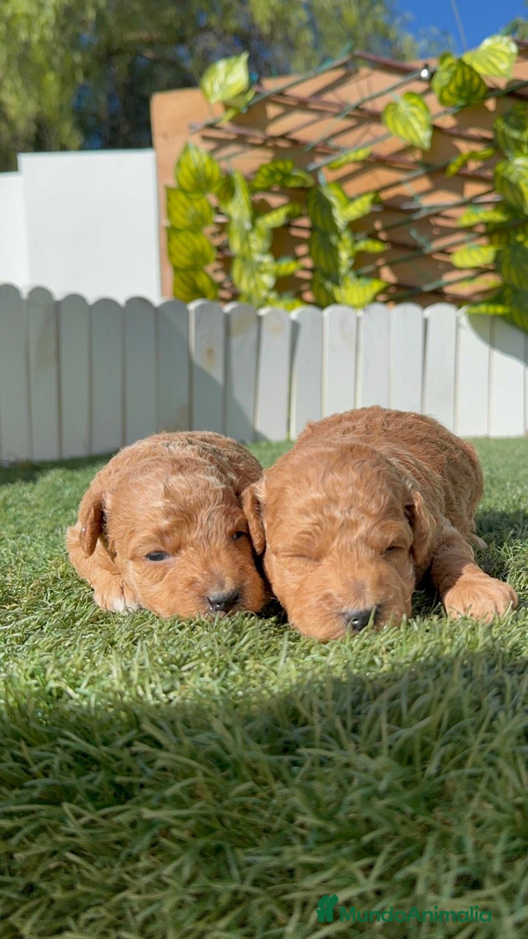 Caniche Toy perros en venta: CANICHE TOY - Imagen 15