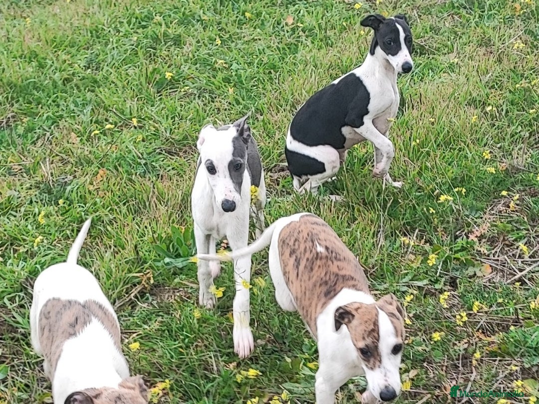 Whippet perros en venta: WHIPPET HEMBRA - Anuncio 8