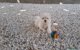 Bichón Maltés perros en venta: Cachorritas de Bichon Maltes  - Imagen 1