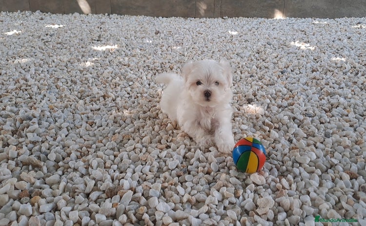 Bichón Maltés perros - Anuncio 15
