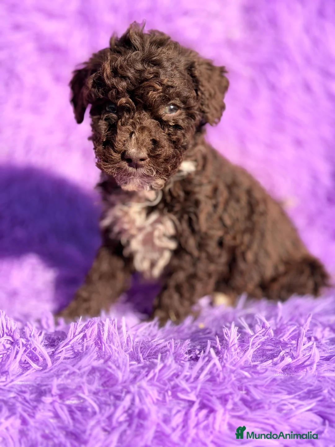 Perro de Agua Español perros en venta: Pdae hembra  - Anuncio 1