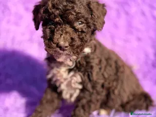 Perro de Agua Español perros Pdae hembra - Anuncio 4