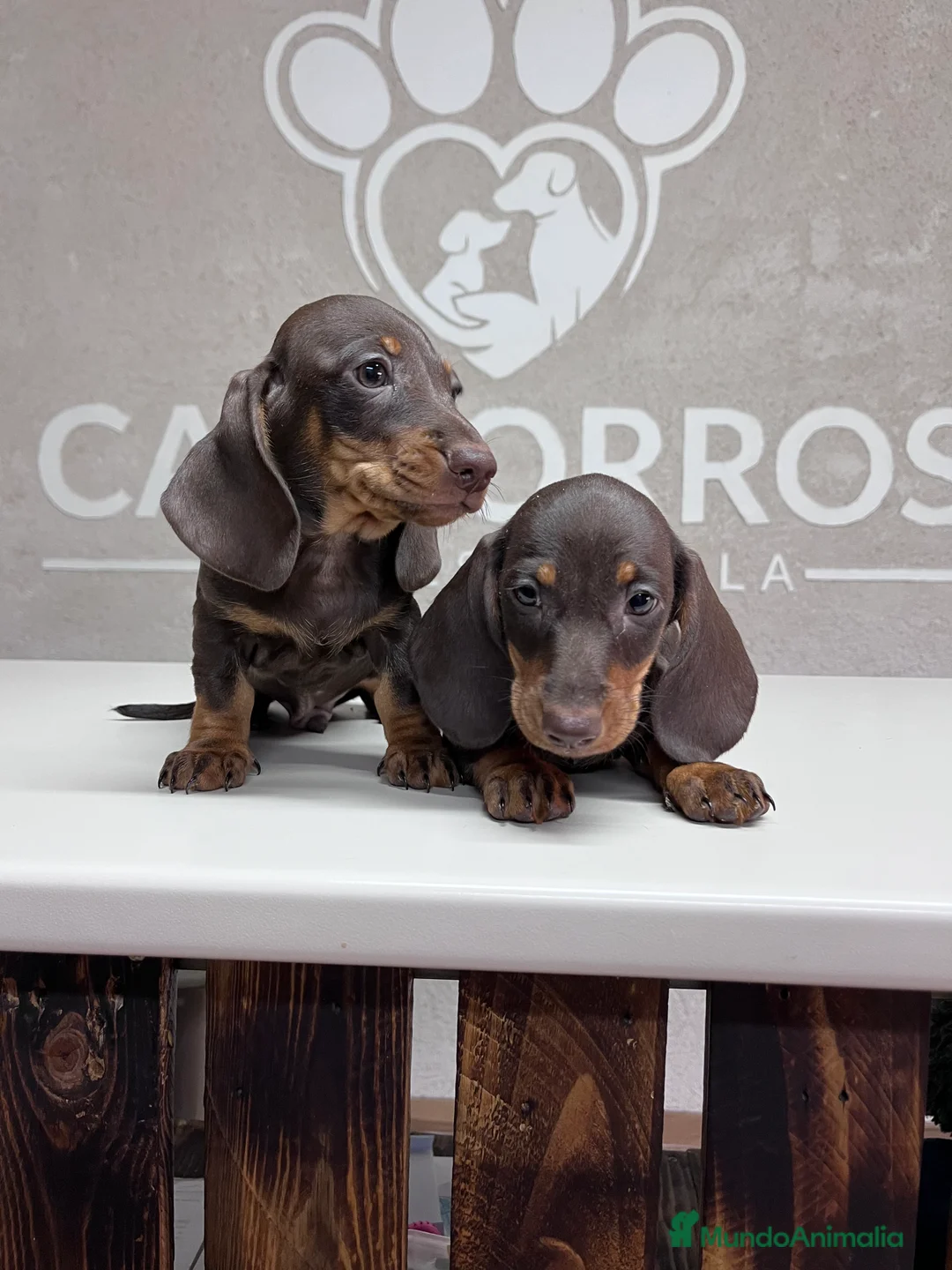 Teckel perros en venta: Teckel chocolate  - Anuncio 3