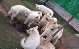 Pastor Blanco Suizo perros en venta: Pastor Blanco Suizo  - Imagen 4