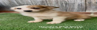 Border Collie 1