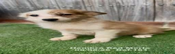 Border Collie perros en venta: Border Collie - Anuncio 2