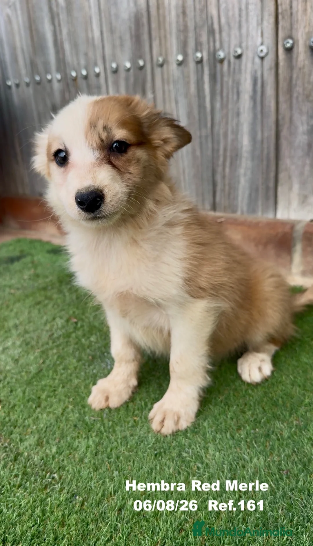 Border Collie perros en venta: Border Collie - Anuncio 2