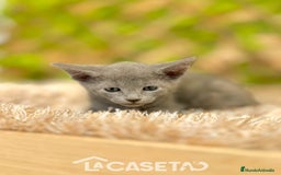 Azul Ruso gatos en venta: Camada de Xaray  - Imagen 2