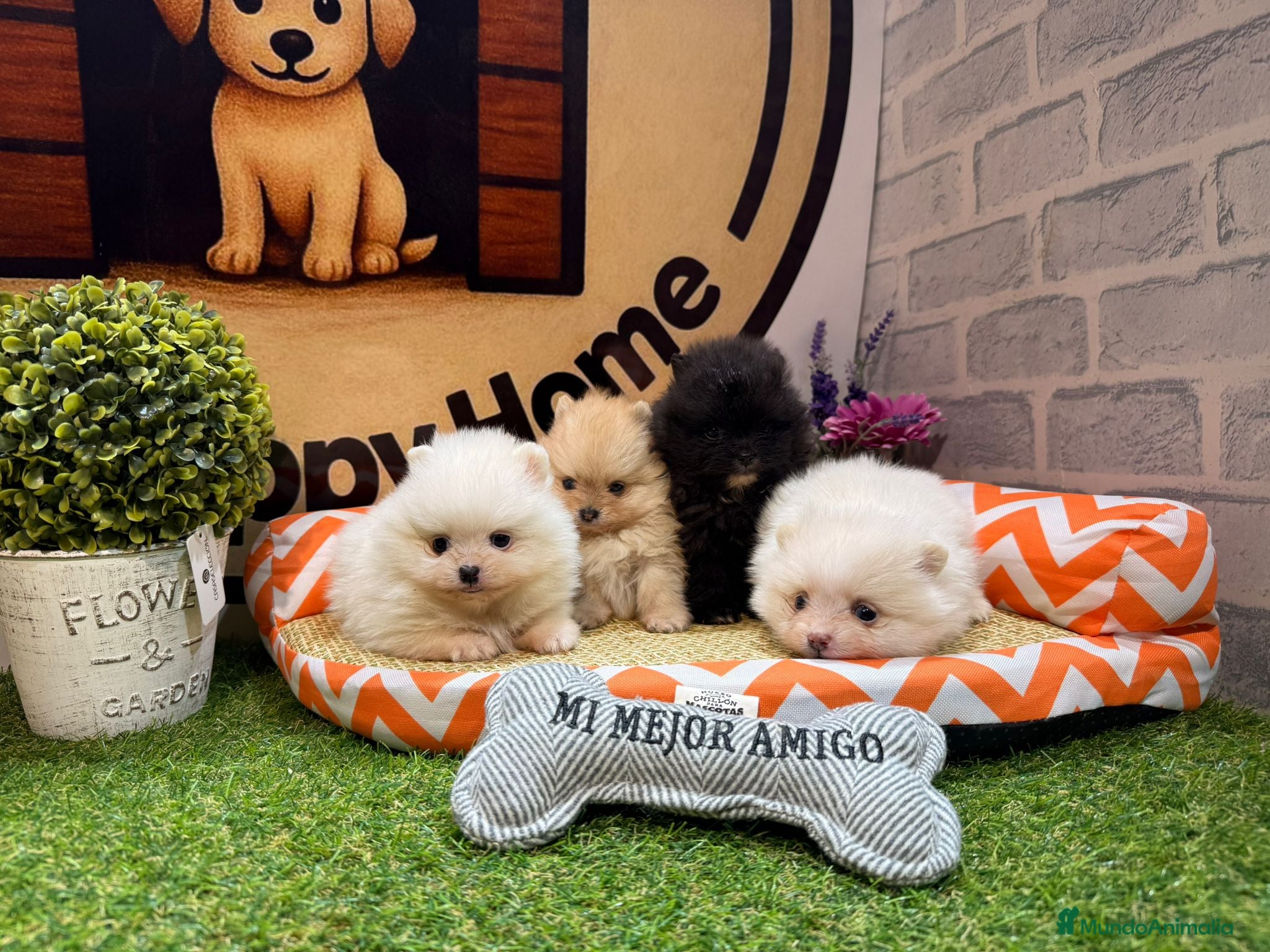 Pomerania perros CAMADA POMERANIA - Anuncio 1