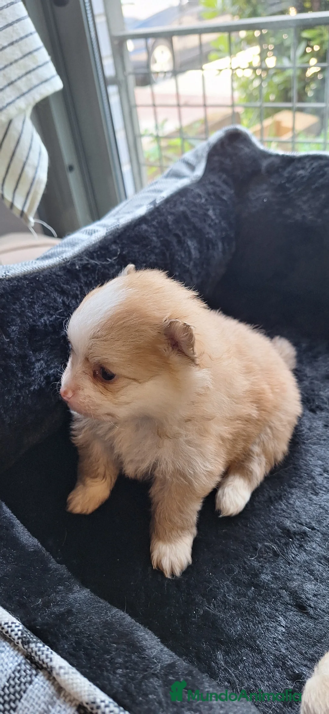 Pomerania perros en venta: Pomerania  - Anuncio 2