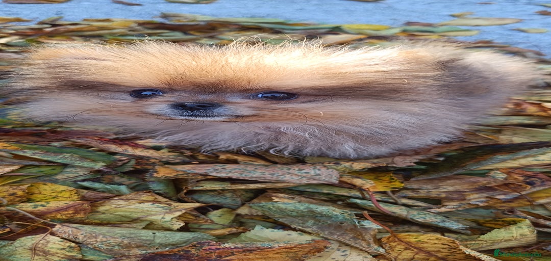 Imagen de galería {{count}}