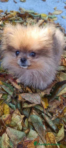 Imagen de galería {{count}}