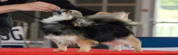Chihuahua perros en venta: Chihuahua macho de pelo largo - Anuncio 3