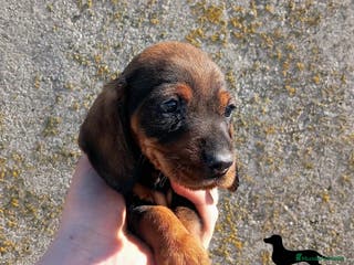 Teckel perros Teckel de pelo duro en Salamanca - Anuncio 14