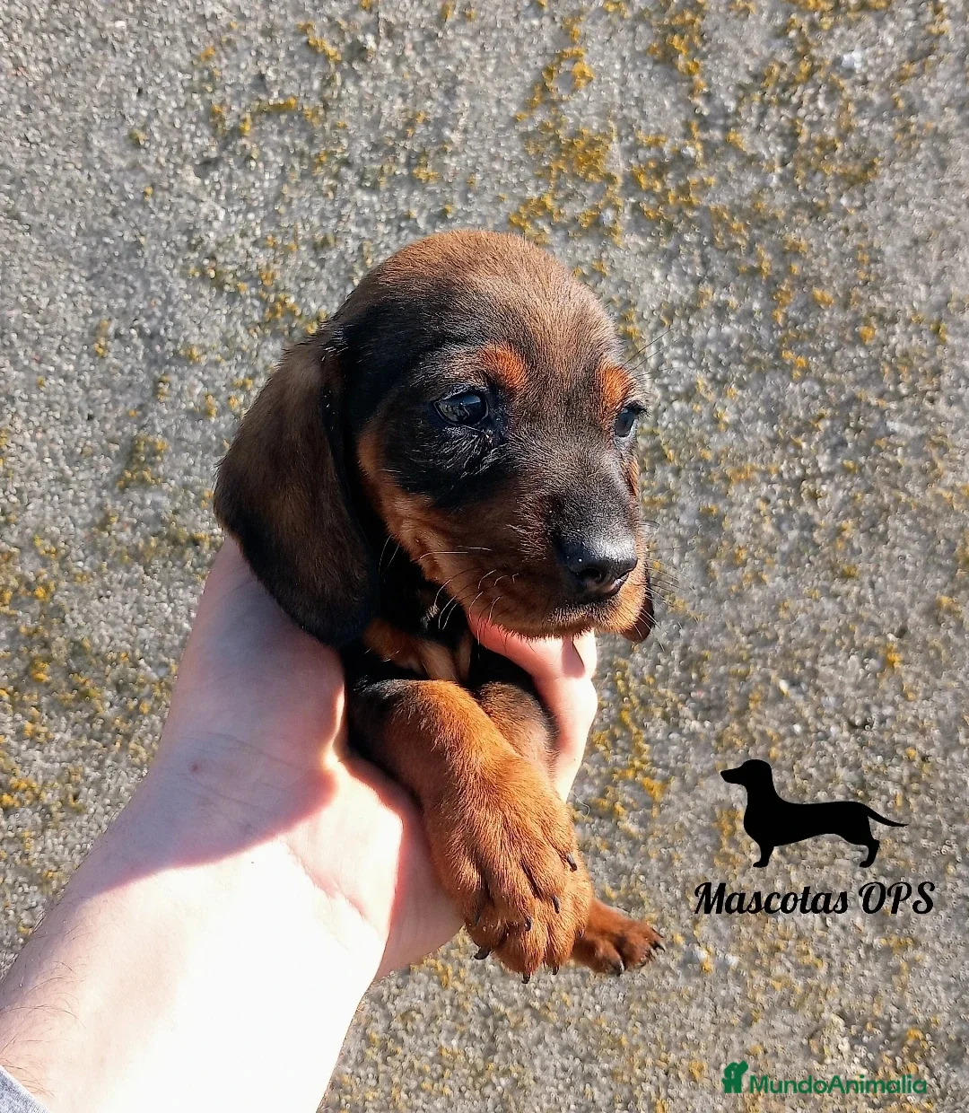 Teckel perros en venta: Teckel de pelo duro en Salamanca - Anuncio 1