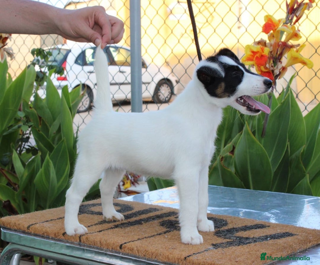 Fox Terrier de Pelo Liso perros en venta: Cachorras fox terrier pelo liso - Imagen 2
