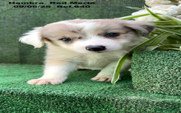Border Collie perros en venta: Border Collie hembra red Merle - Imagen 2