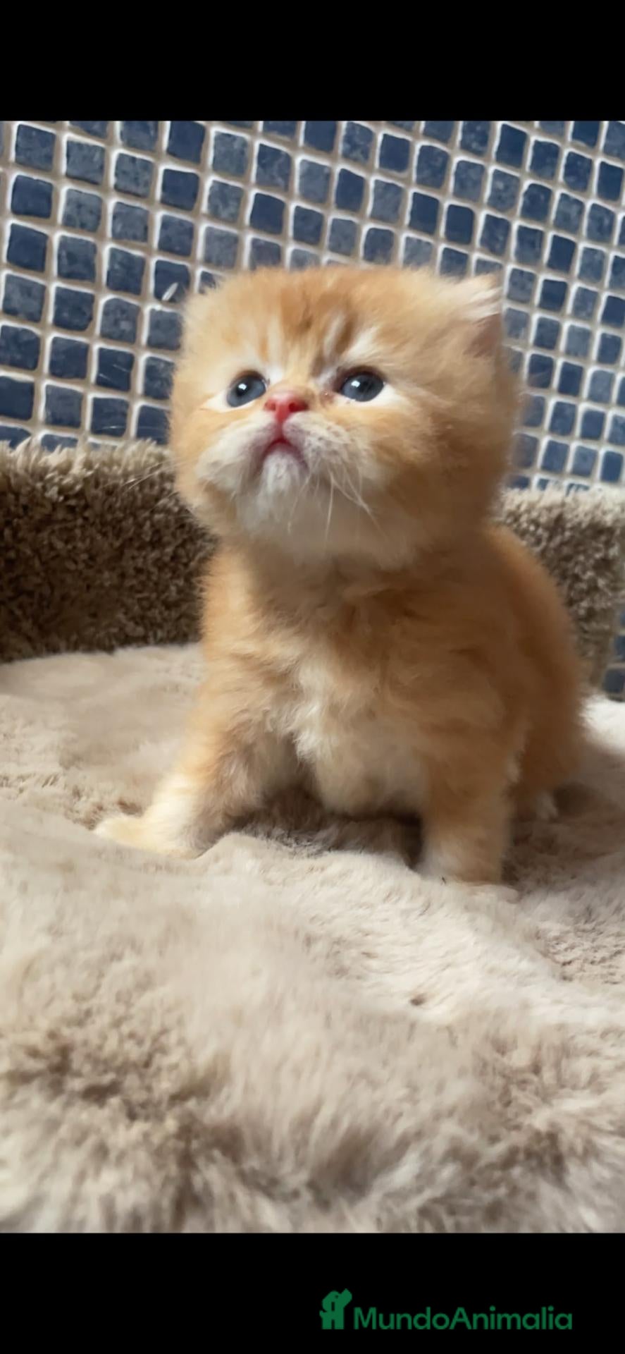 Scottish Fold gatos Camada gatos chinchilla - Anuncio 1