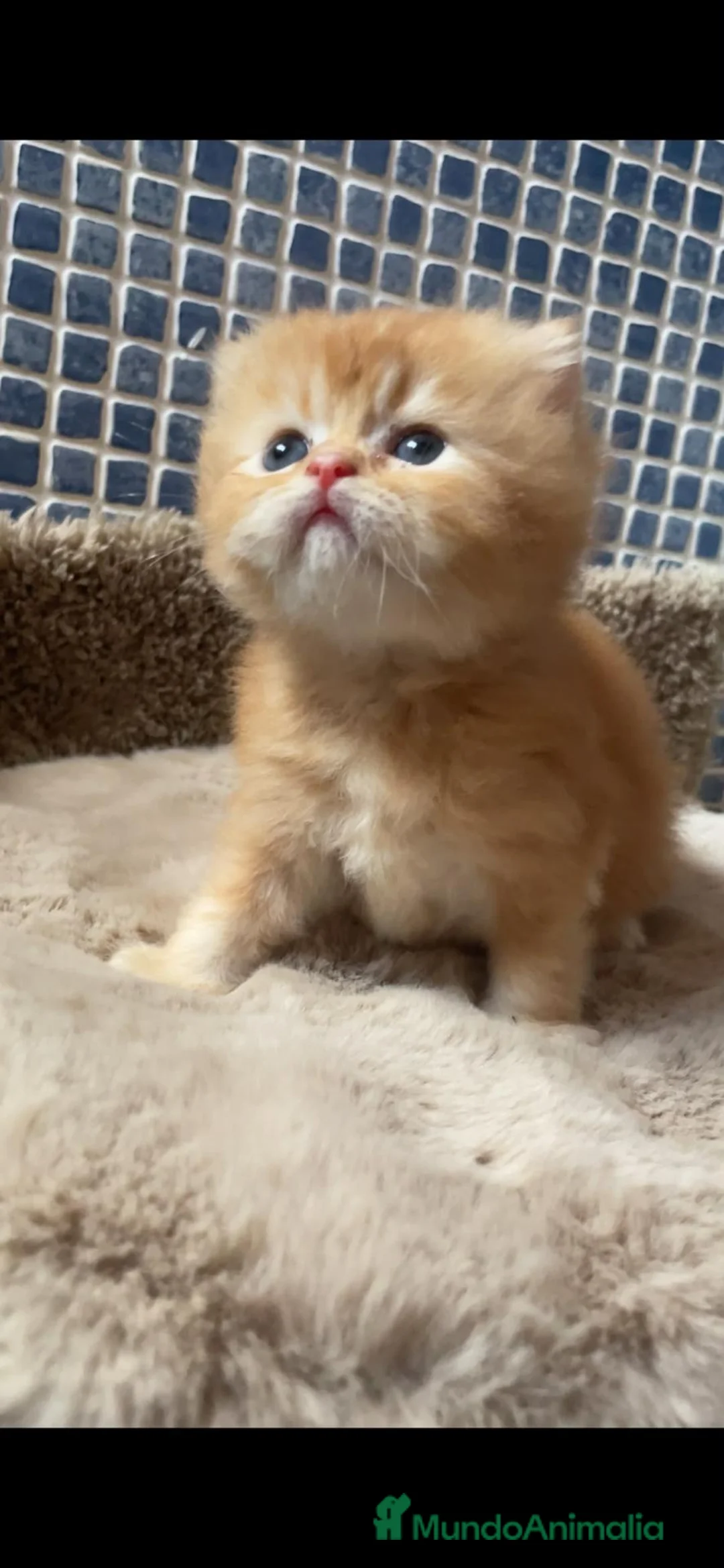 Scottish Fold gatos en venta: Camada gatos chinchilla - Anuncio 1