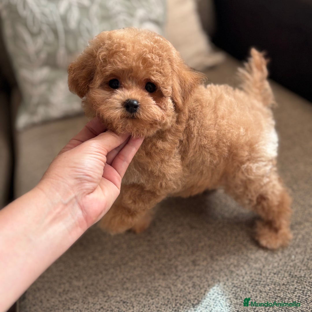 Maltipoo perros en venta: Maltipoo entrega para diciembre!!! - Imagen 2