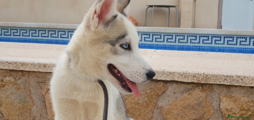 Husky Siberiano perros en venta: Cachorros Husky Siberiano  - Imagen 2