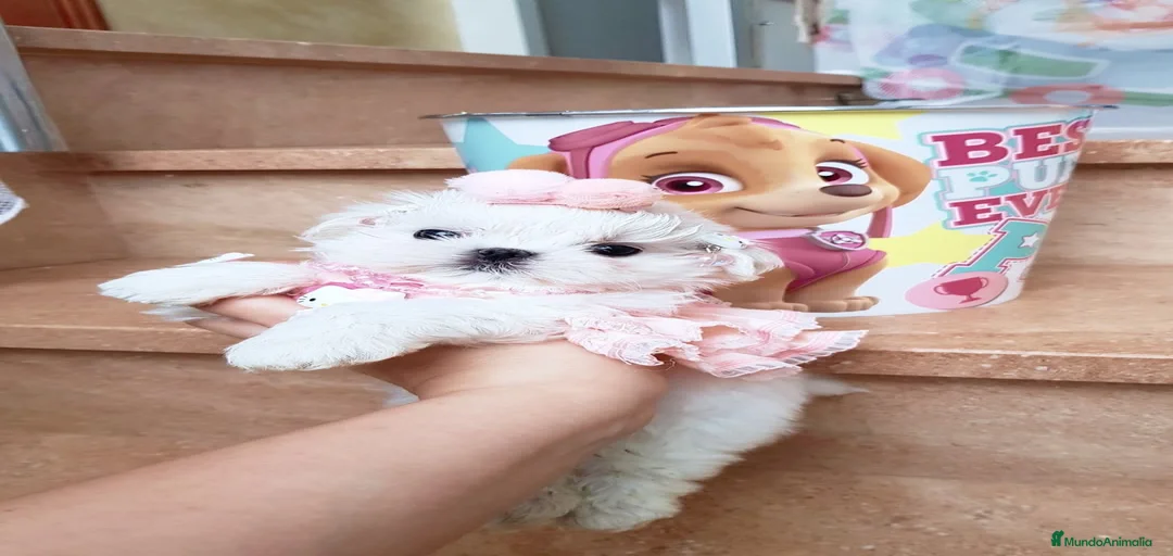 Imagen de galería {{count}}