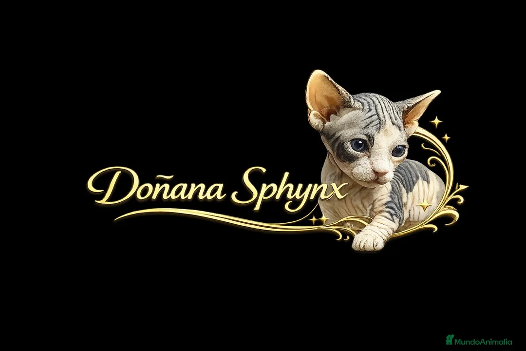 Sphynx gatos en venta: Dos camadas de gatitos Sphynx nacidos el 3 febrero - Anuncio 5