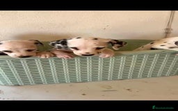 Dálmata perros en venta: Dalmata  - Imagen 3