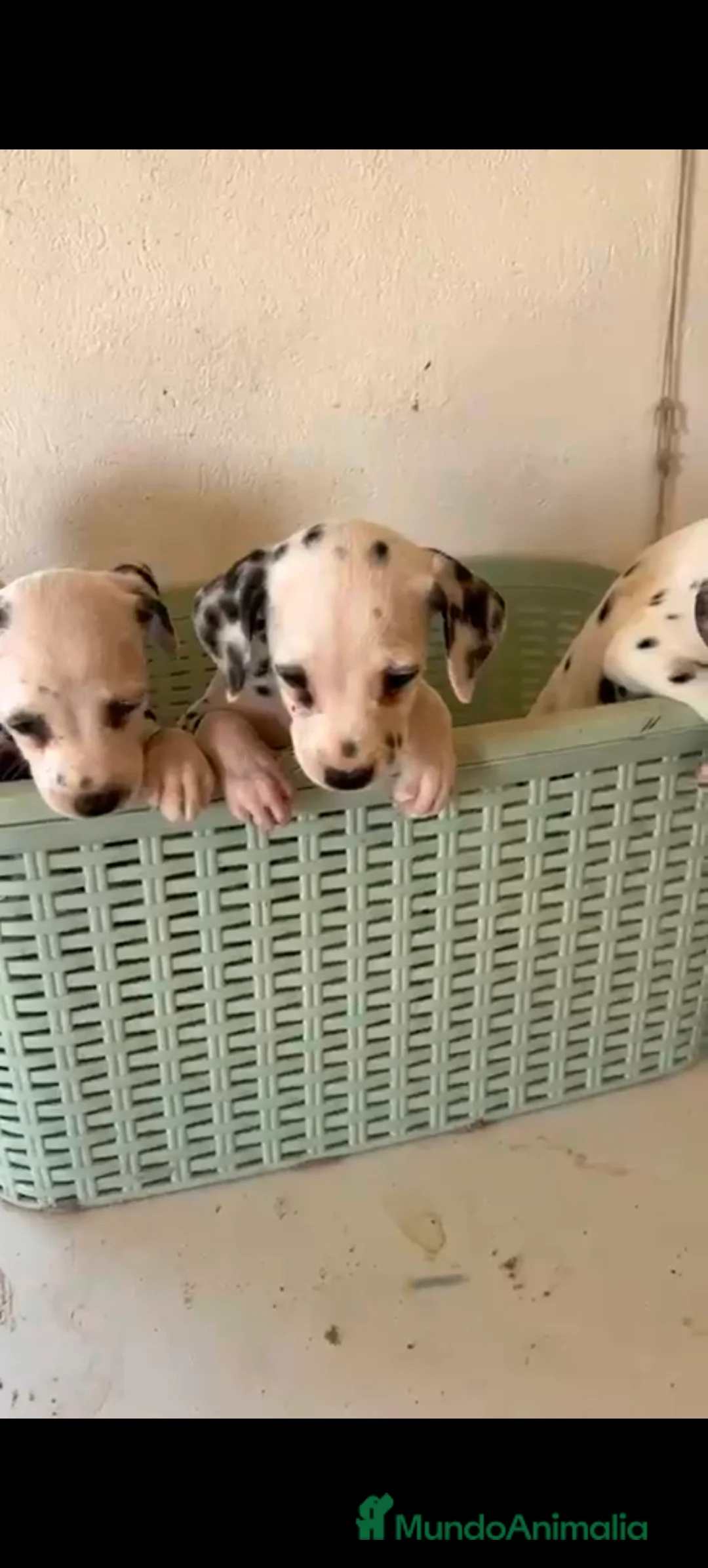 Dálmata perros en venta: Dalmata  - Anuncio 3