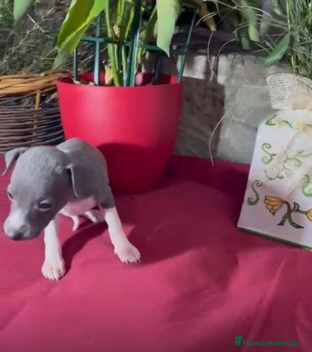 Whippet perros en venta: Whippet blue y Verdino  - Anuncio 17