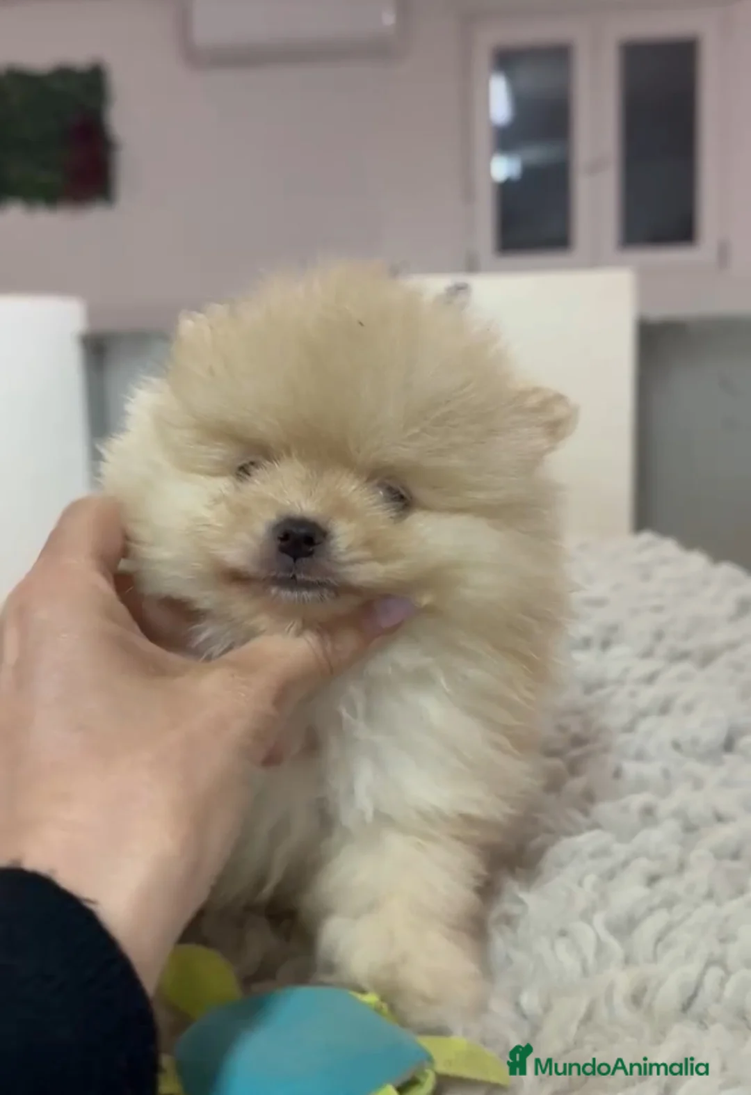 Pomerania perros en venta: Pomerania micro - Anuncio 1