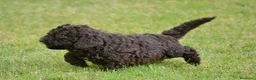 Perro de Agua Español perros en venta: CACHORRO DE PERRO DE AGUA  - Anuncio 7