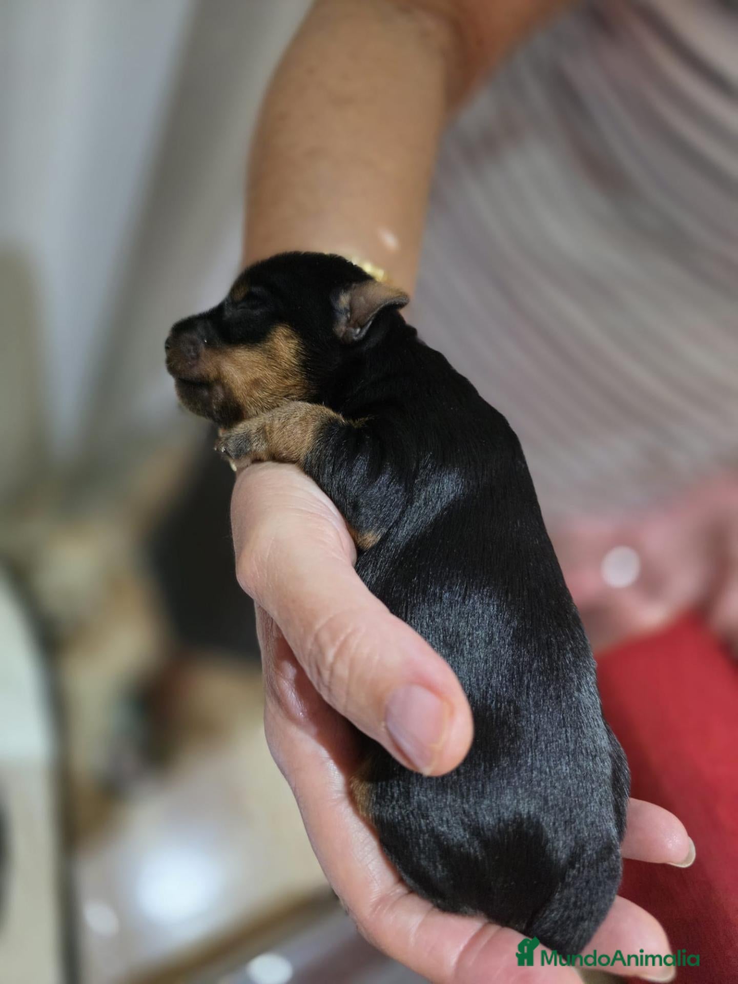 Yorkshire Terrier perros Camada de Yorkshire - Anuncio 2