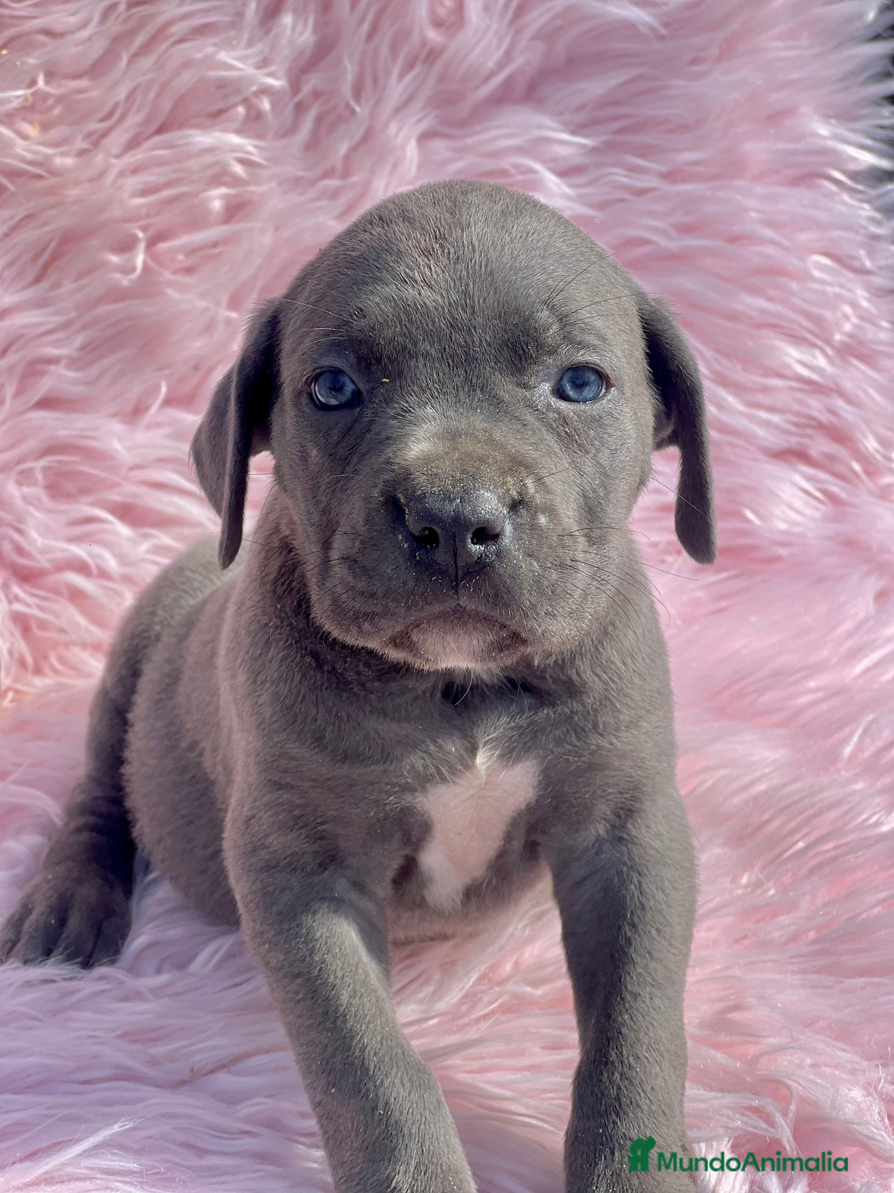Cane Corso perros Cane corso Blue  - Anuncio 16