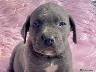 Cane Corso perros - Anuncio 10