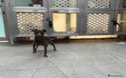 Pequeño Lebrel Italiano perros en venta: Cachorros Galgo Italiano Pequeño 650€ PRECIO REAL - Imagen 4
