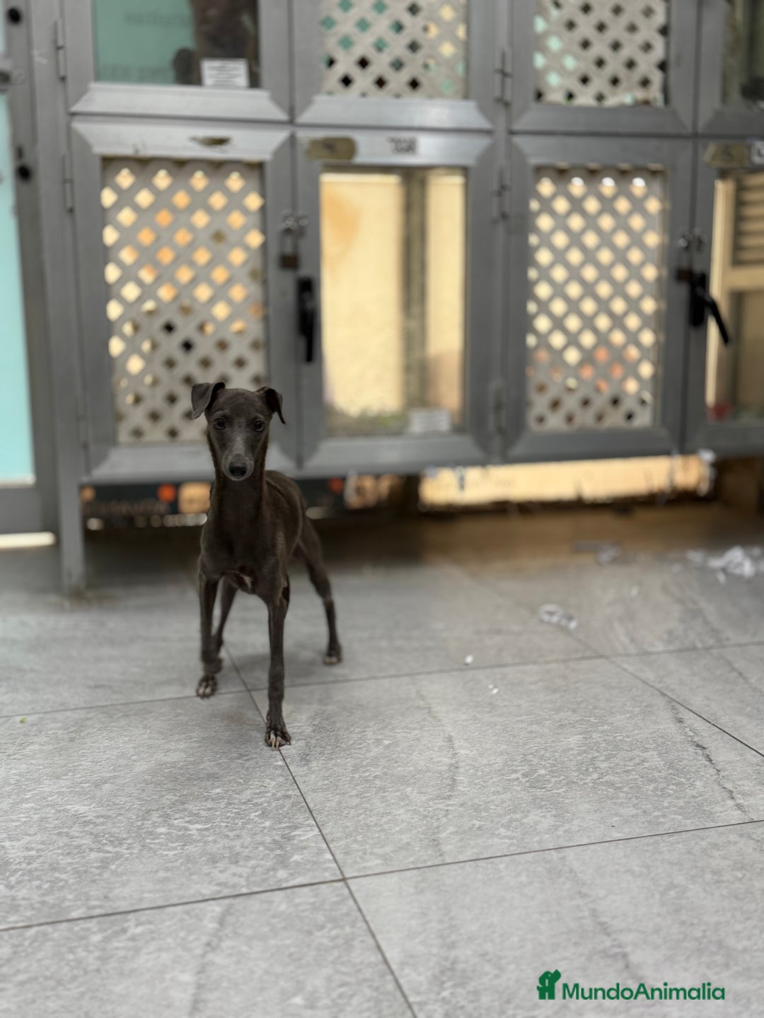 Pequeño Lebrel Italiano perros en venta: Cachorros Galgo Italiano Pequeño 650€ PRECIO REAL - Imagen 4