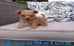 Caniche Toy perros en venta:  Caniche Hembra 2 de Estela y King AQUANATURA - Imagen 8