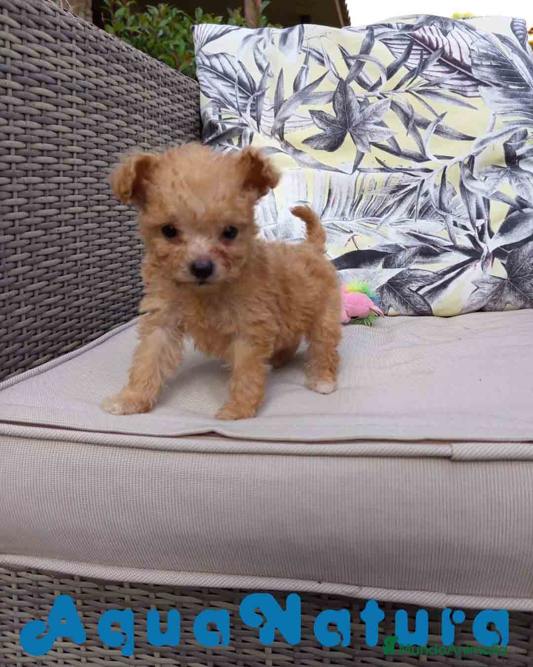 Caniche Toy perros en venta:  Caniche Hembra 2 de Estela y King AQUANATURA - Imagen 8