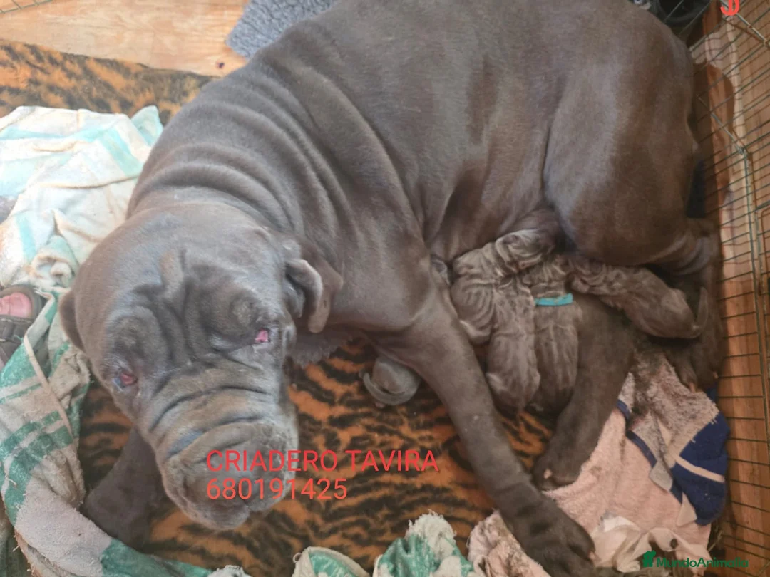 Mastín Napolitano perros en venta: Cachorros Mastin Napolitano - Anuncio 2