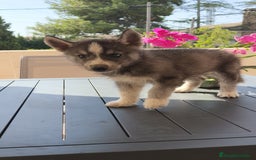 Husky Siberiano perros en venta: Husky siberiano ♀️♂️ - Imagen 7