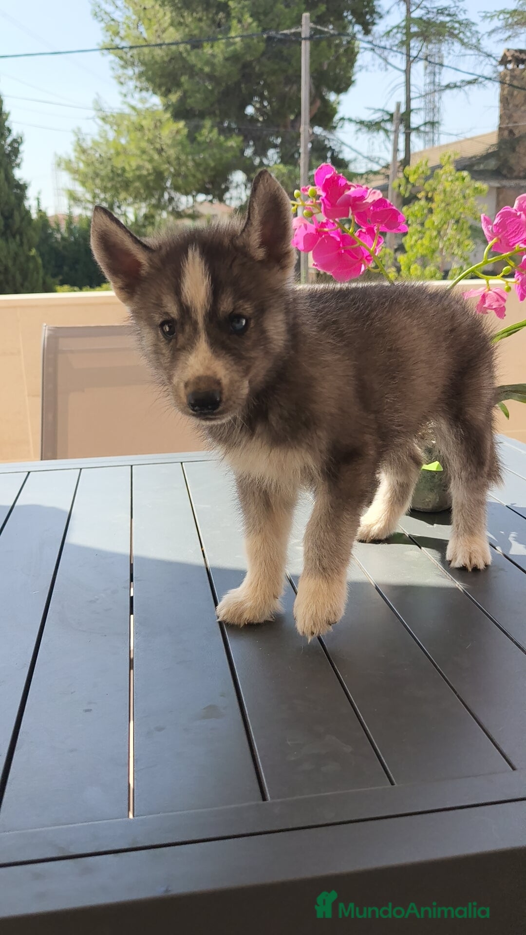Husky Siberiano perros en venta: Husky siberiano ♀️♂️ - Imagen 7